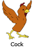 Cock